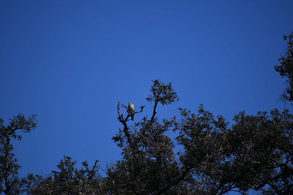 Faucon des prairies - ML644186746