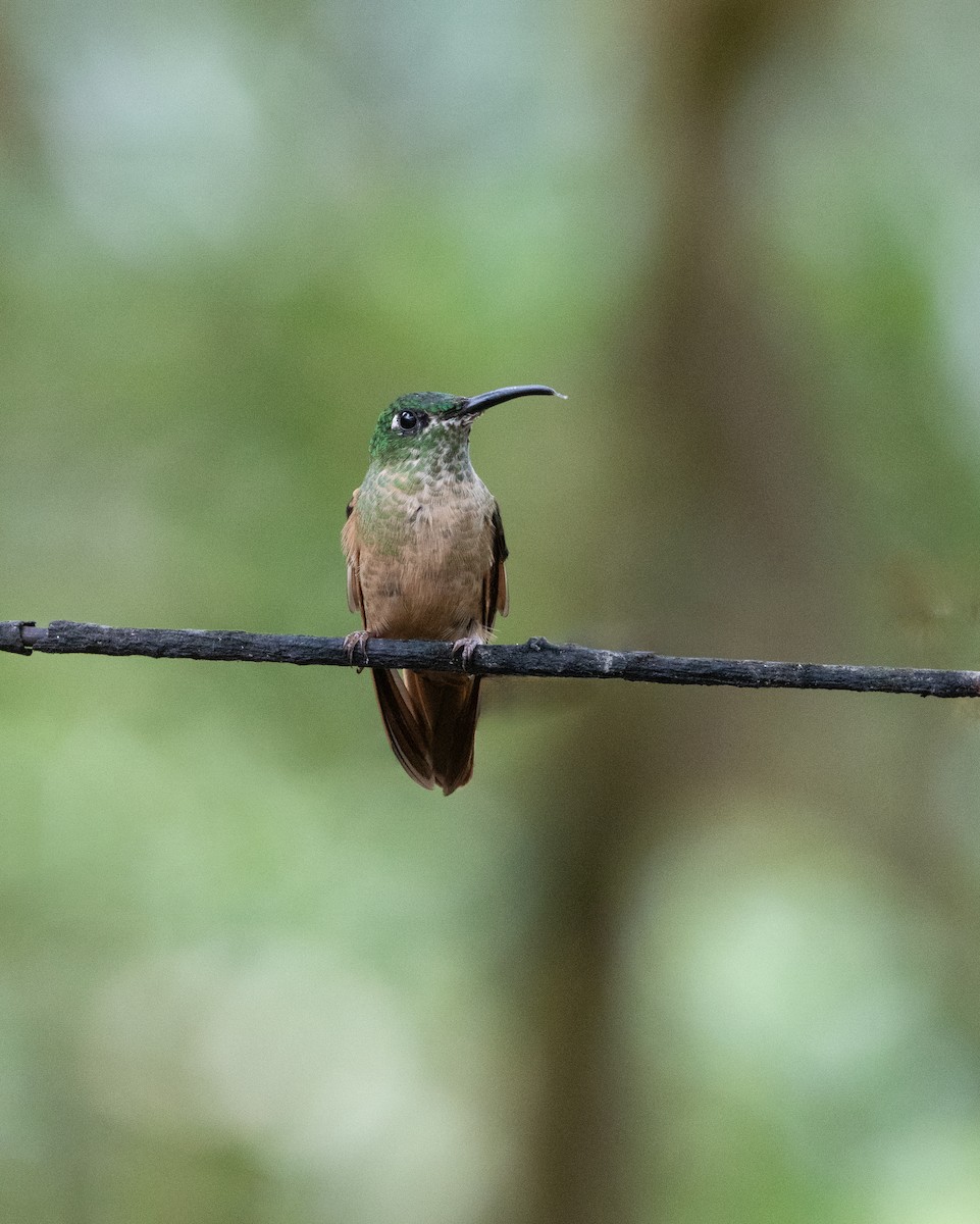Fawn-breasted Brilliant - ML644186748