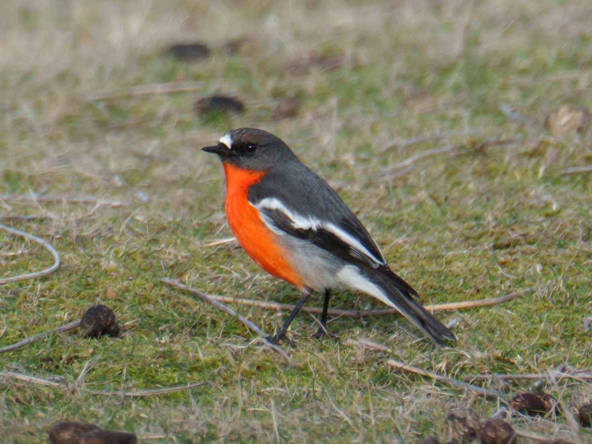 flammeflueskvett - ML644186753