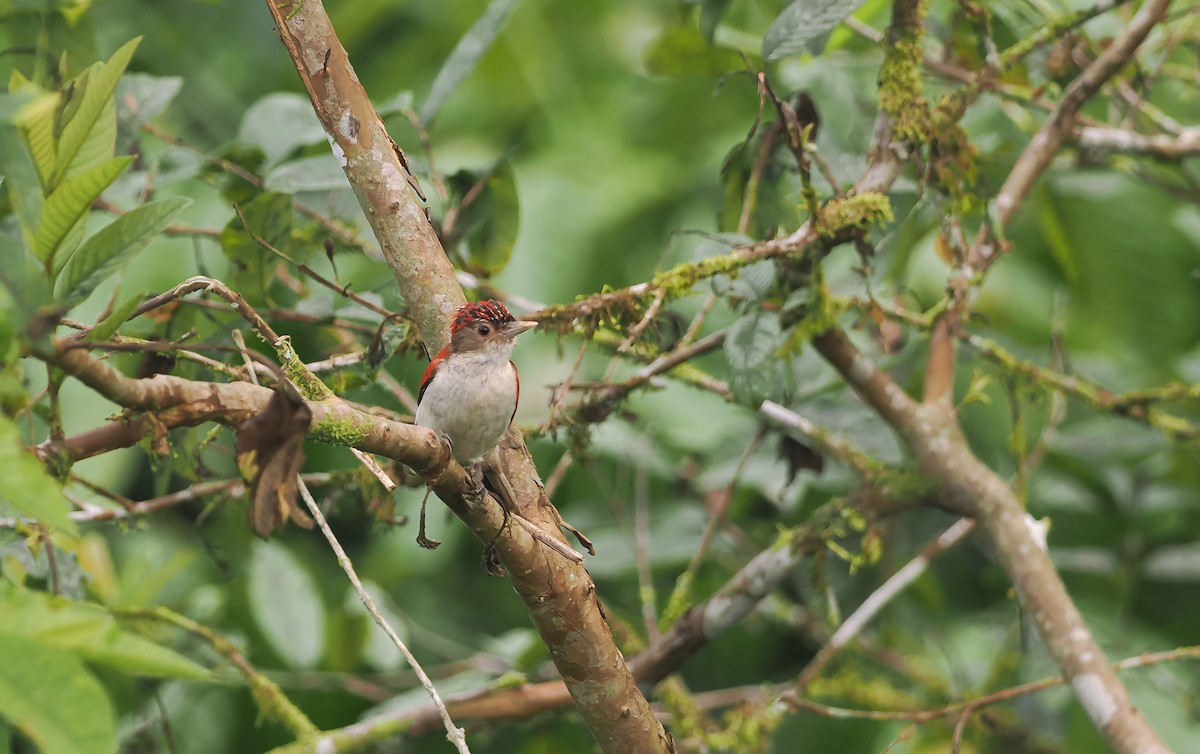Scarlet-backed Woodpecker - ML644186760