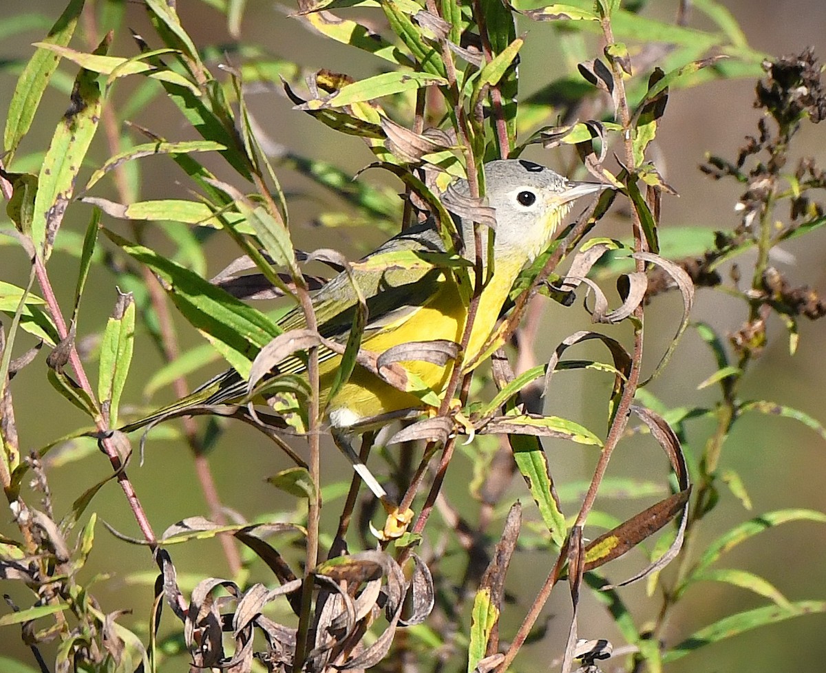 Nashville Warbler - ML644186782