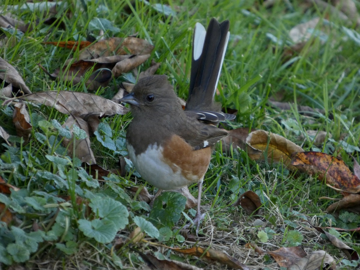 Eastern Towhee - ML644186802