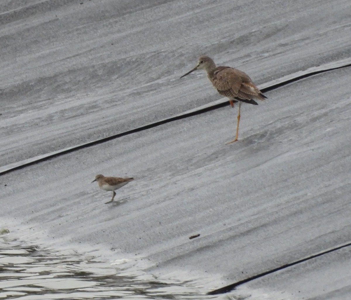 Greater Yellowlegs - ML644186823
