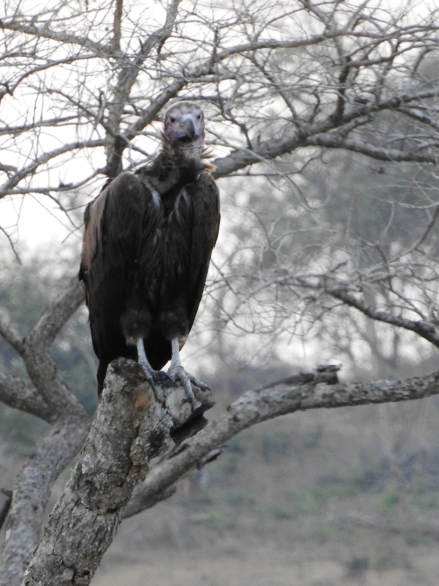 sup ušatý - ML644186862