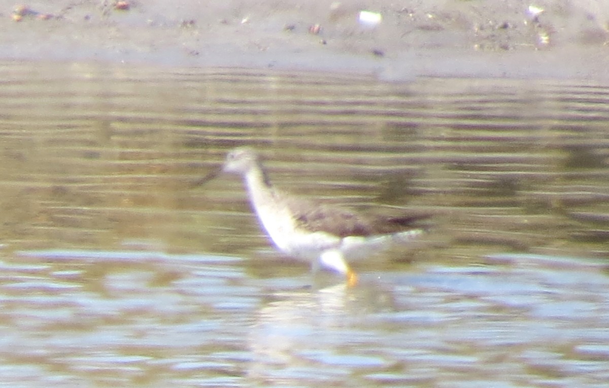 Greater Yellowlegs - ML644186867