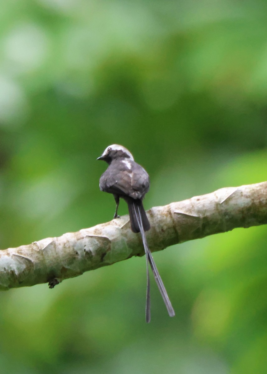 Moucherolle à longs brins - ML644186868
