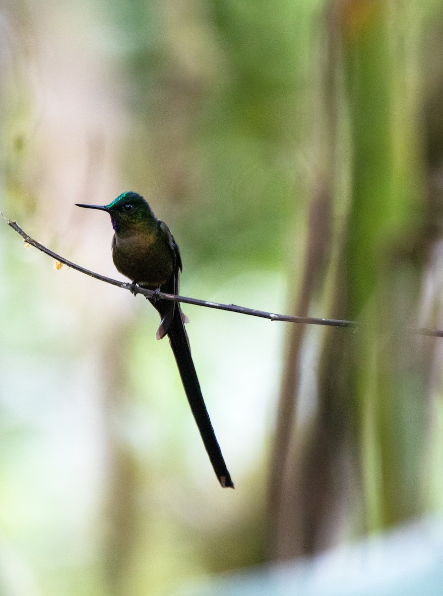 Violet-tailed Sylph - ML644186870