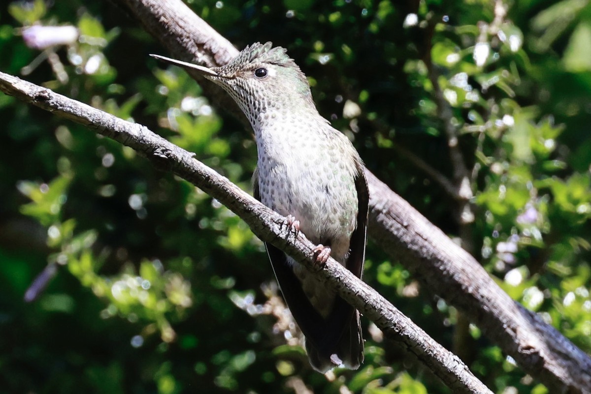 Green-backed Firecrown - ML644186896
