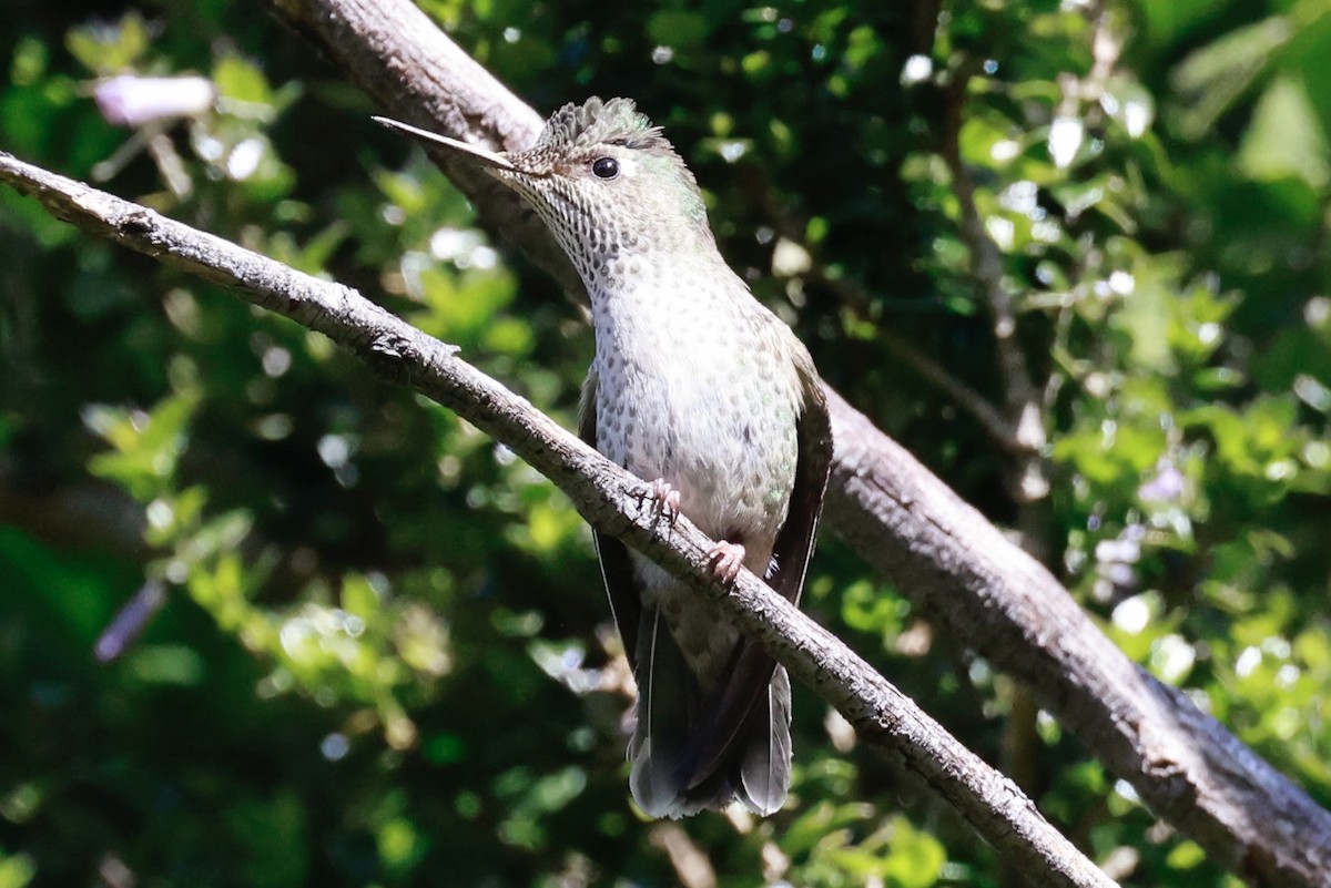 Green-backed Firecrown - ML644186897