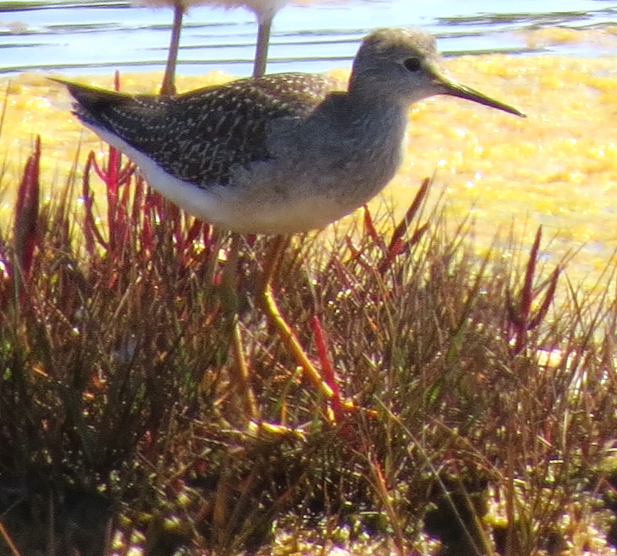 Lesser Yellowlegs - ML644186917