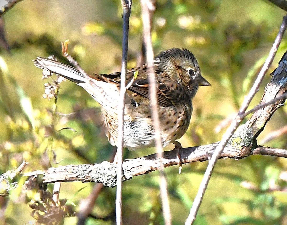 Lincoln's Sparrow - ML644186920