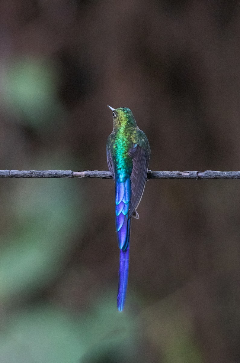 Violet-tailed Sylph - ML644186939