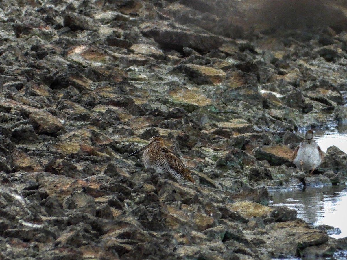 Wilson's Snipe - ML644186970