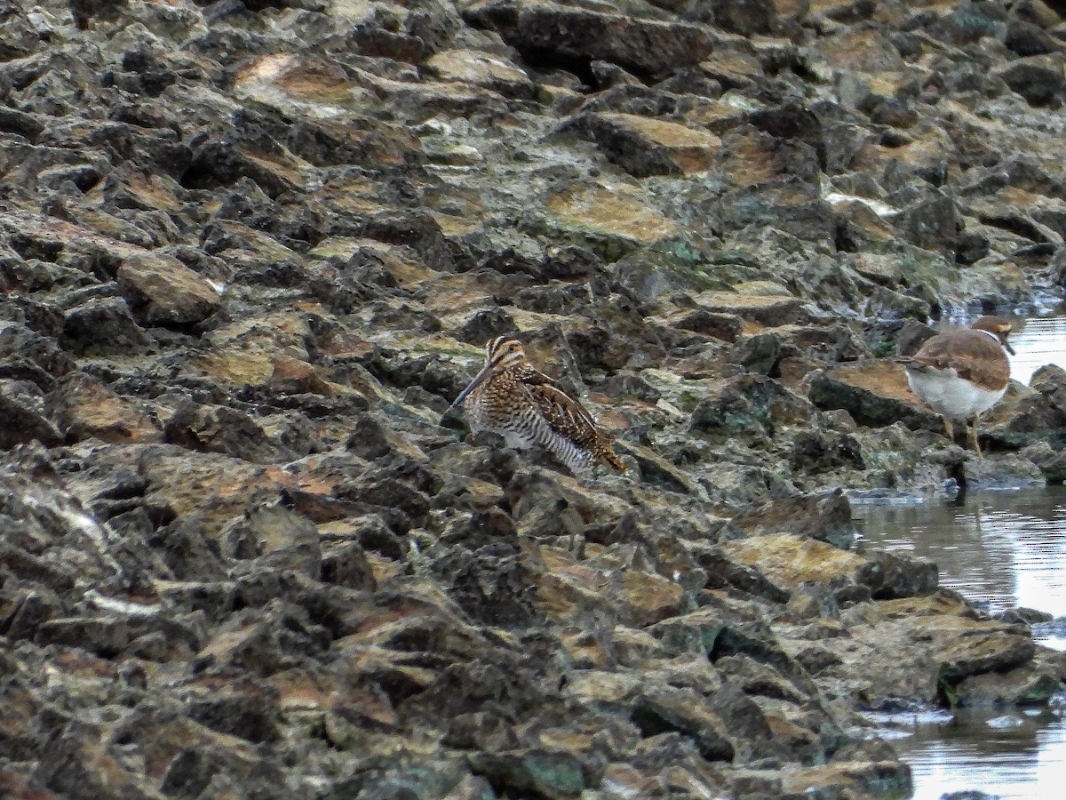 Wilson's Snipe - ML644186971