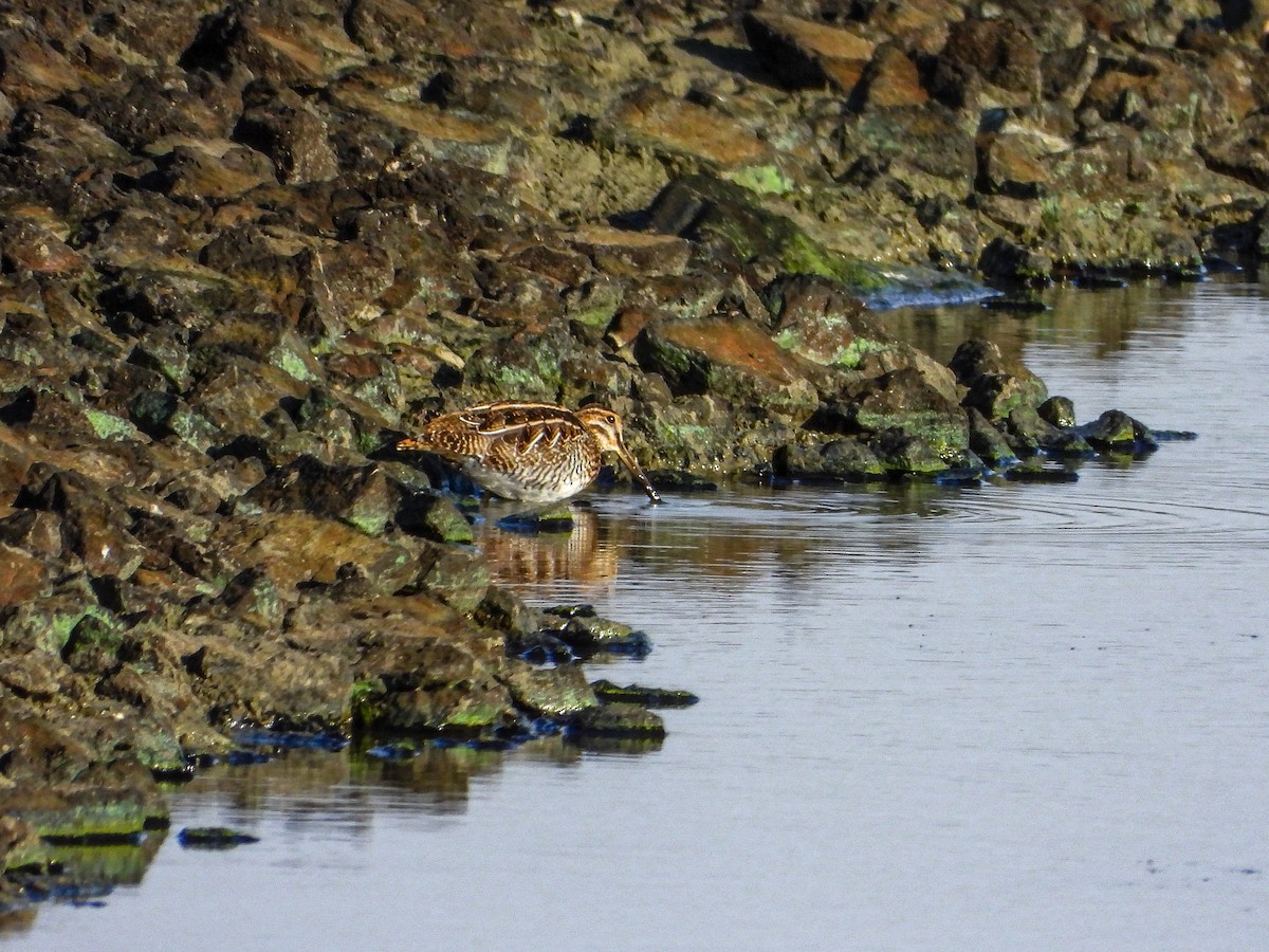 Wilson's Snipe - ML644186972