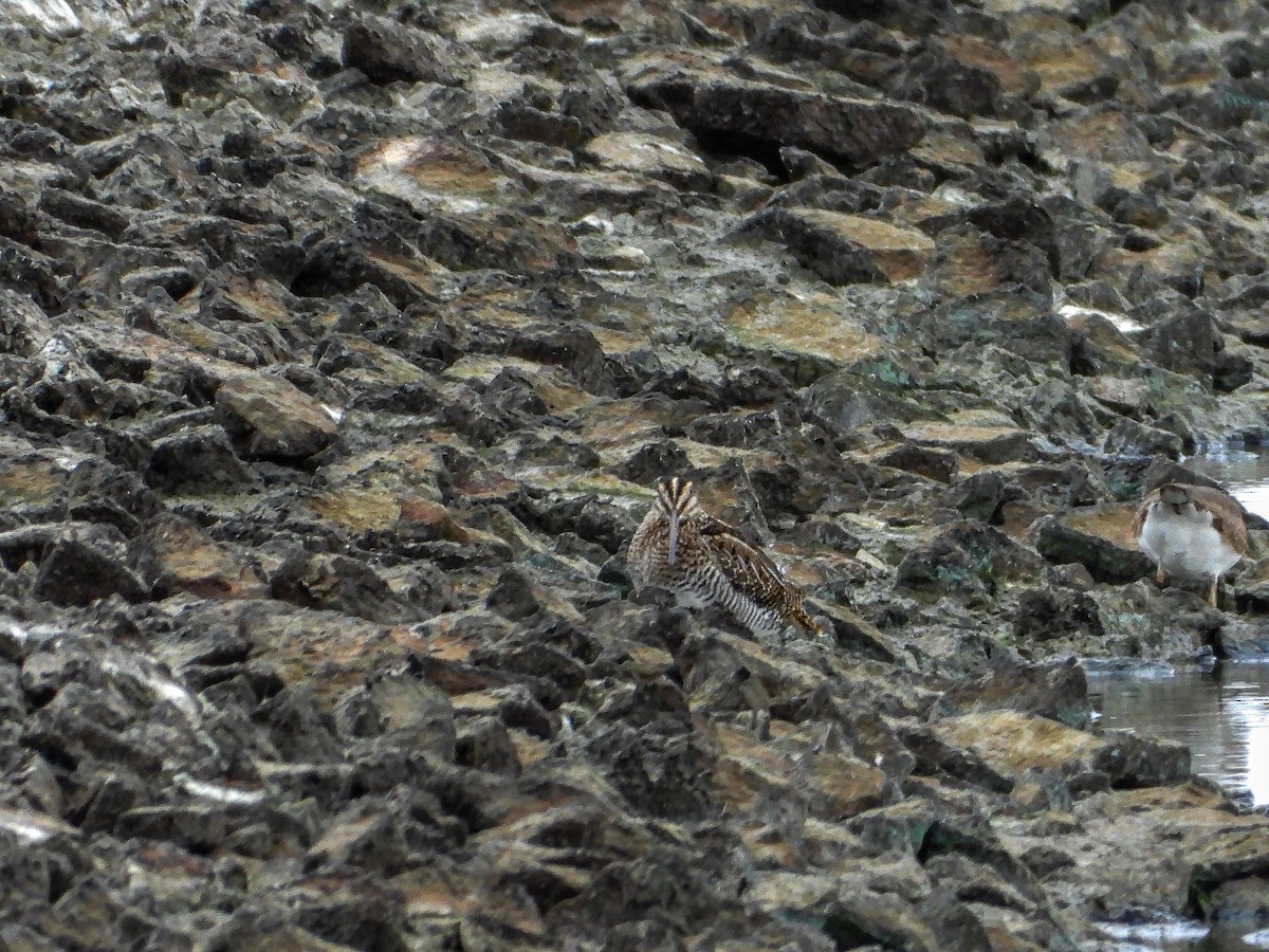 Wilson's Snipe - ML644186973