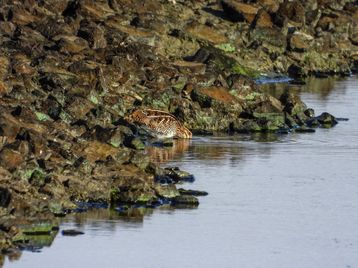Wilson's Snipe - ML644186975