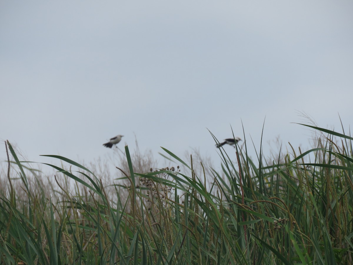 Black-and-white Monjita - ML644186976