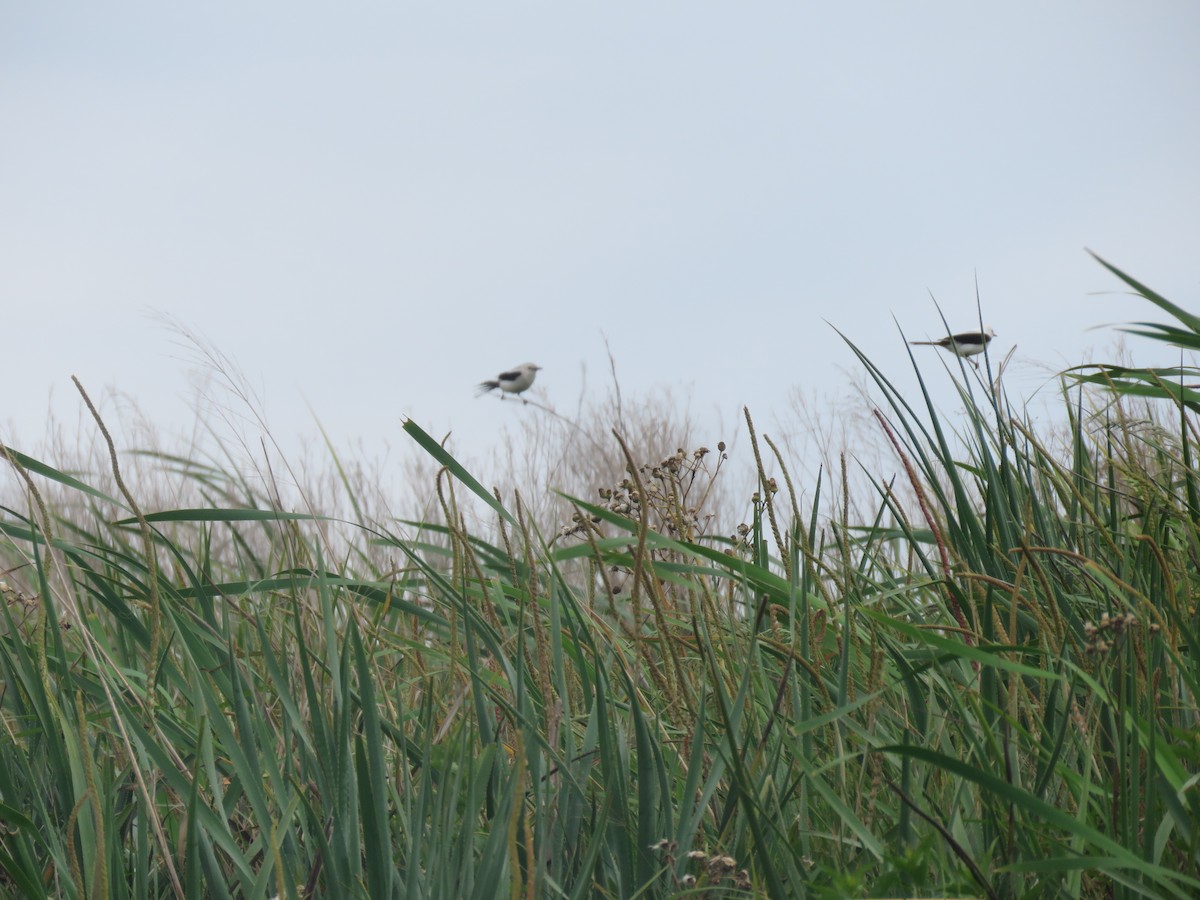 Black-and-white Monjita - ML644186977