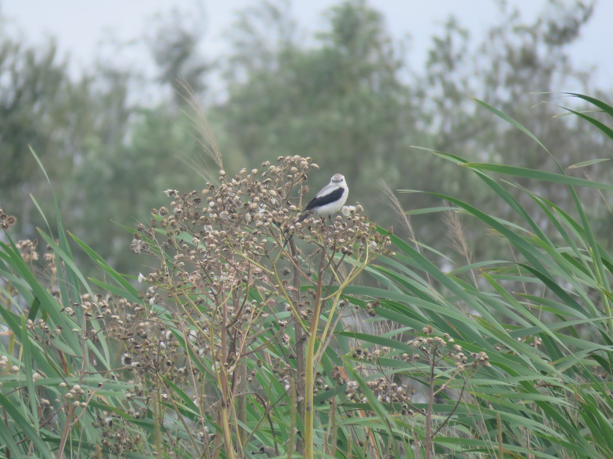 Black-and-white Monjita - ML644186984