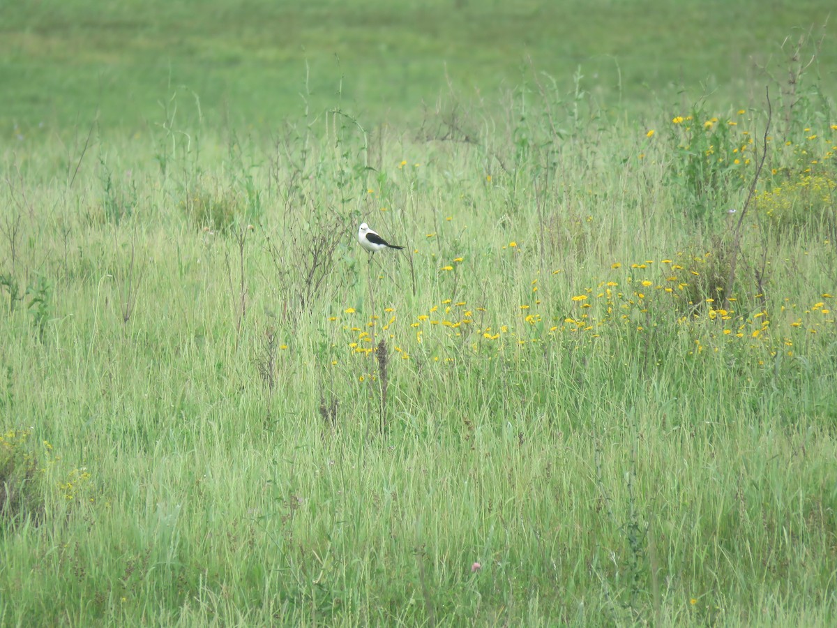 Black-and-white Monjita - ML644186985