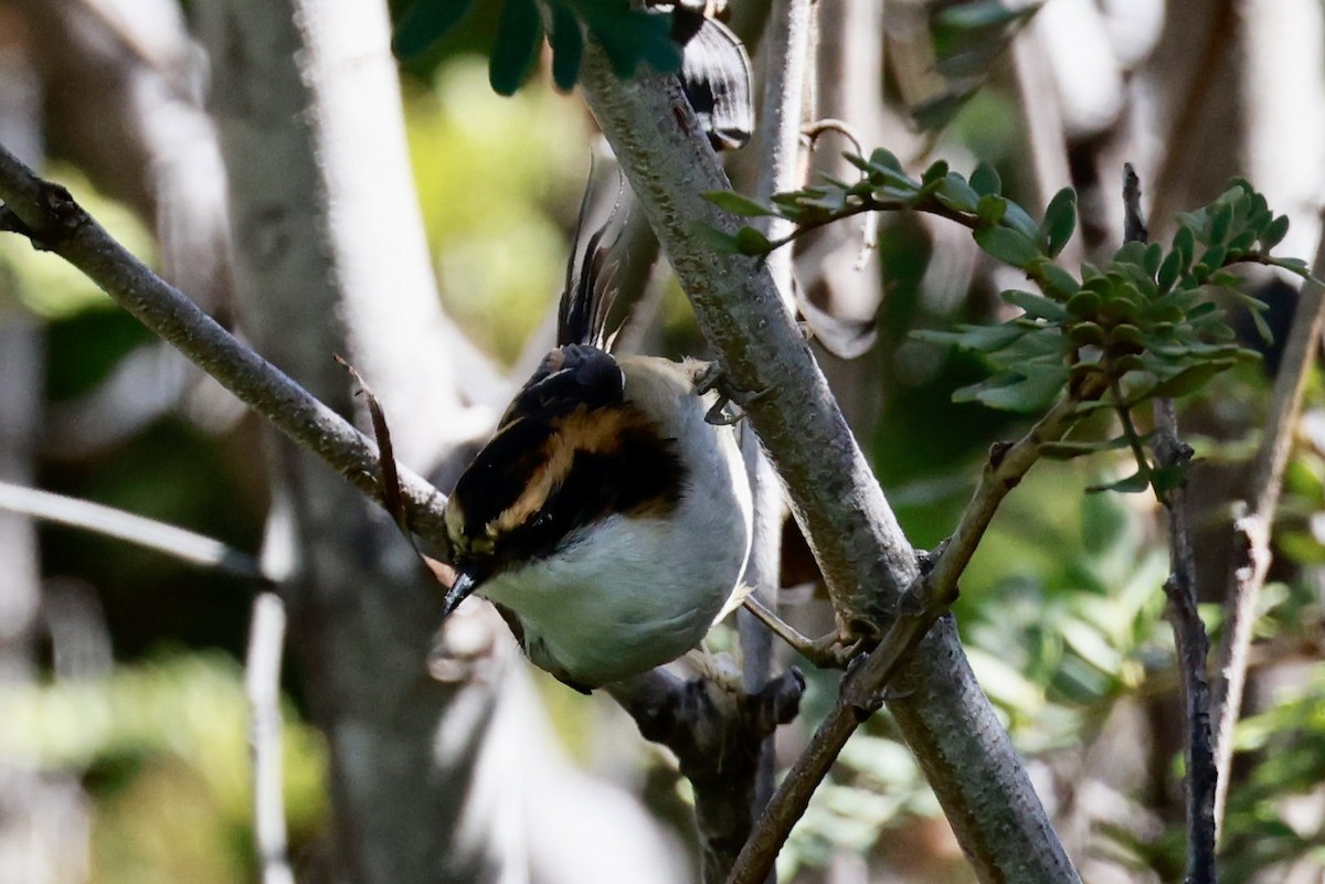 Thorn-tailed Rayadito - ML644186990