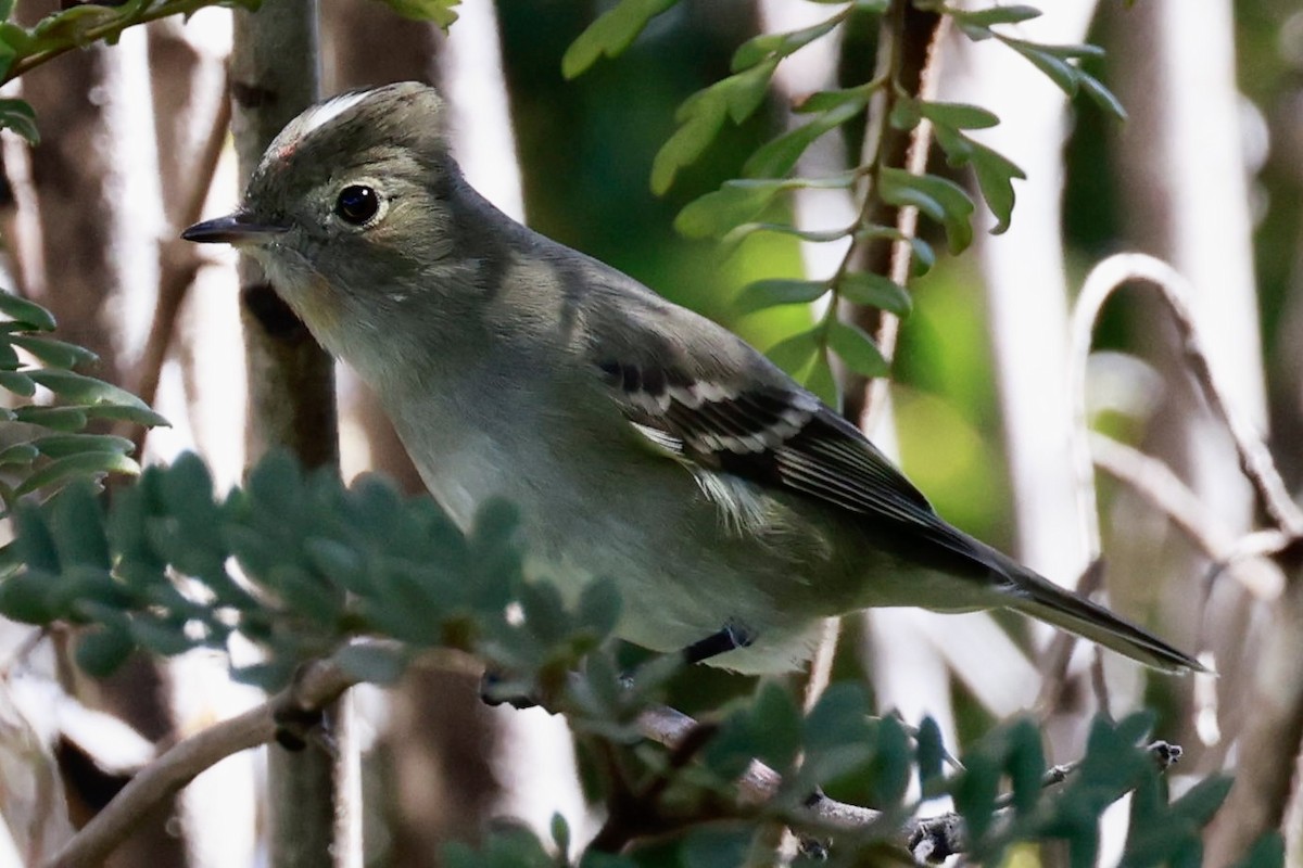 シラギクタイランチョウ - ML644187002