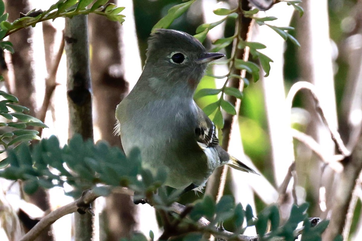シラギクタイランチョウ - ML644187003