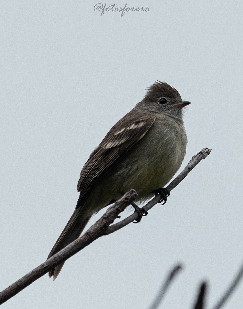 Yellow-bellied Elaenia - ML644187007