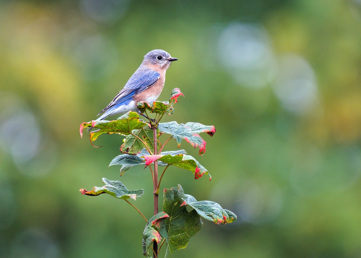 Eastern Bluebird - ML644187011