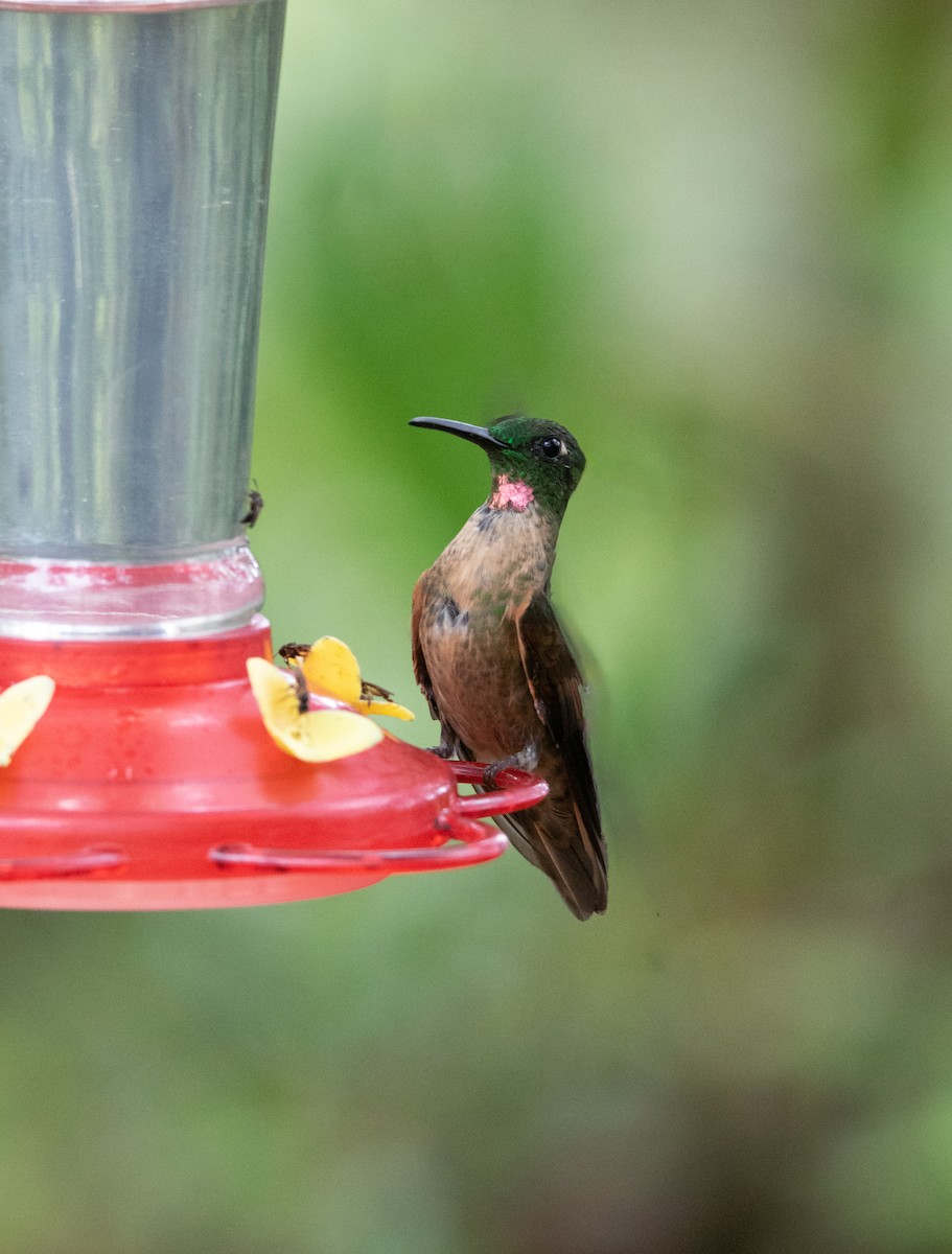 Fawn-breasted Brilliant - ML644187013