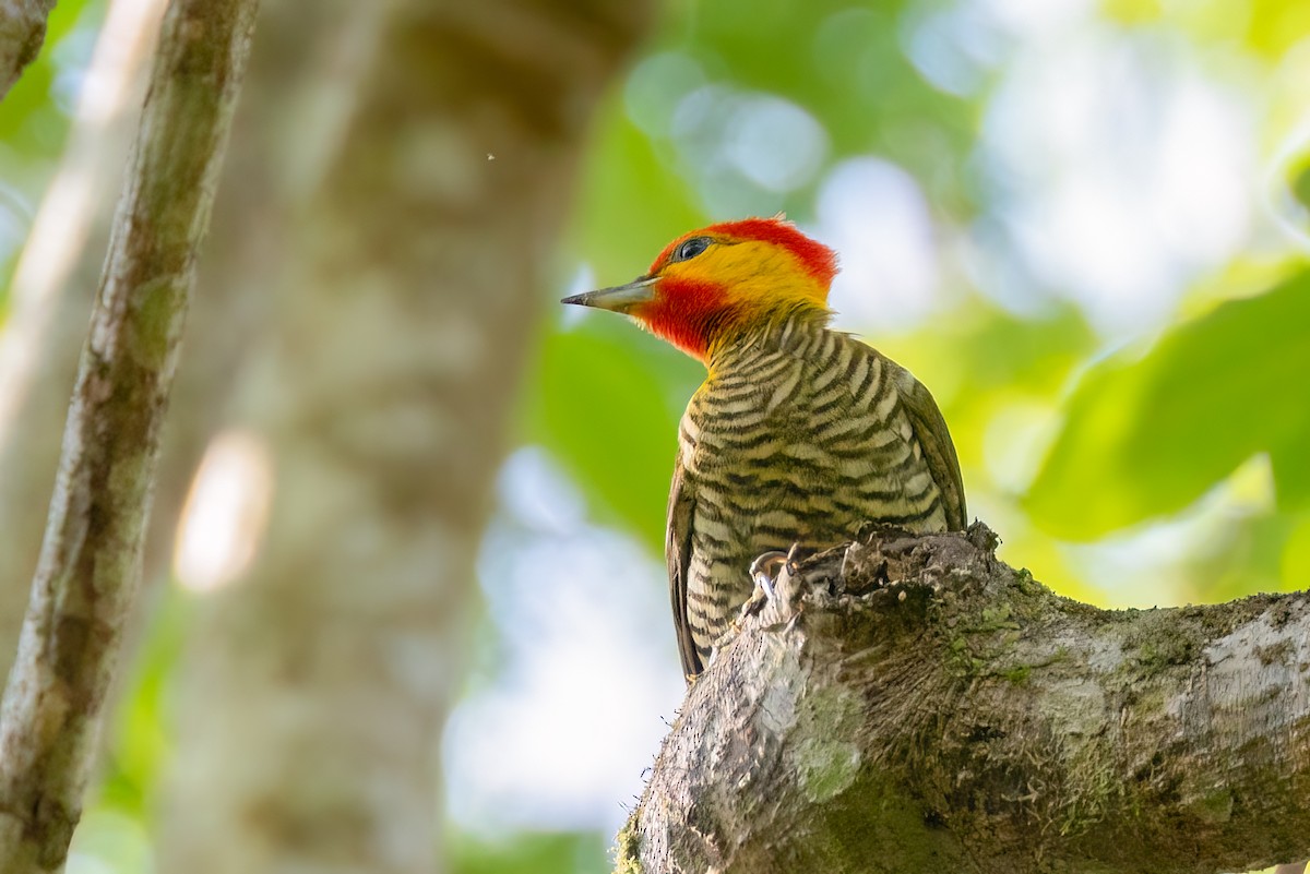 Yellow-throated Woodpecker - ML644187014