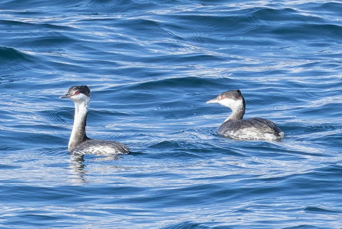 角鸊鷉 - ML644187016