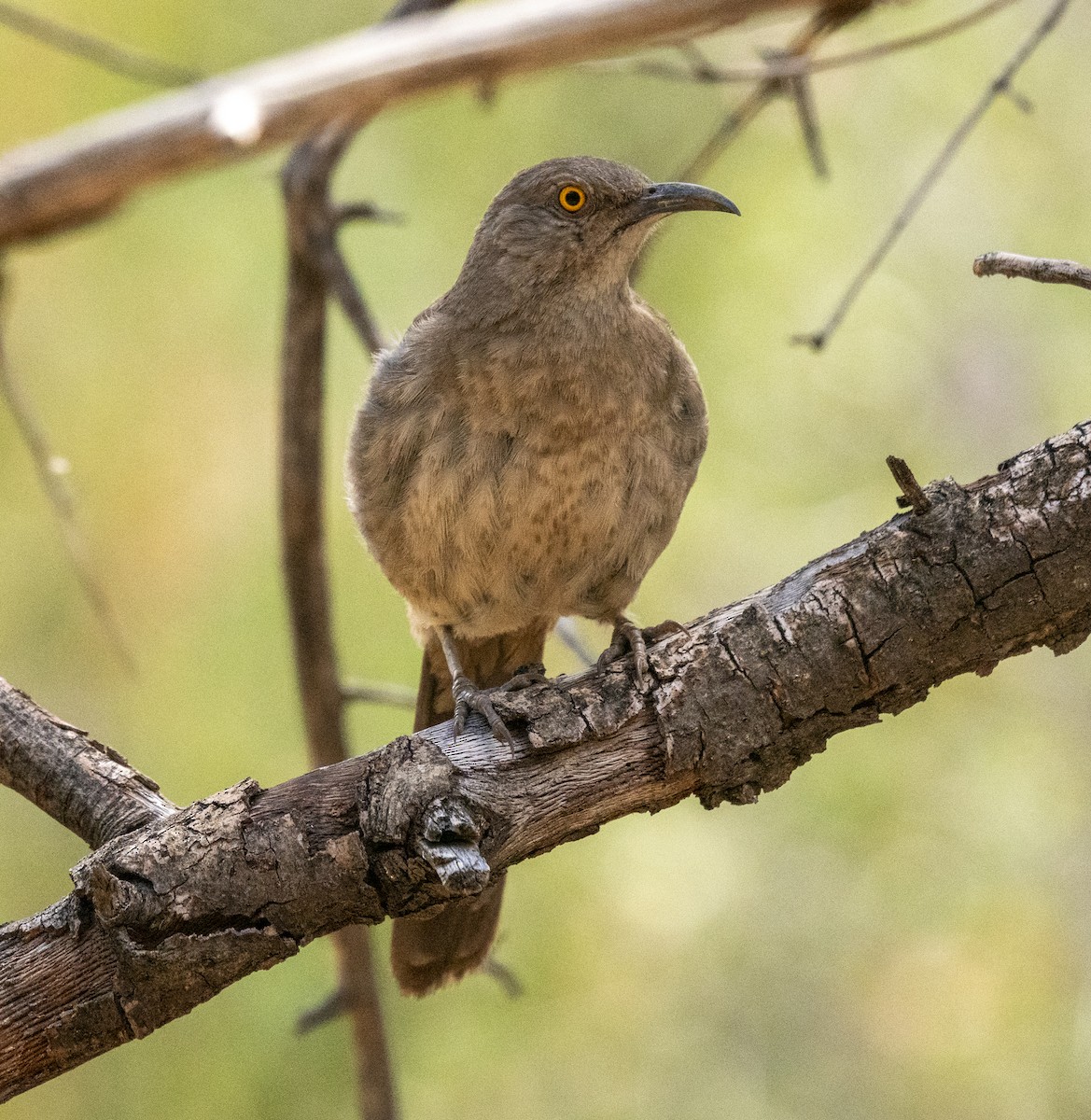 Curve-billed Thrasher - ML644187024