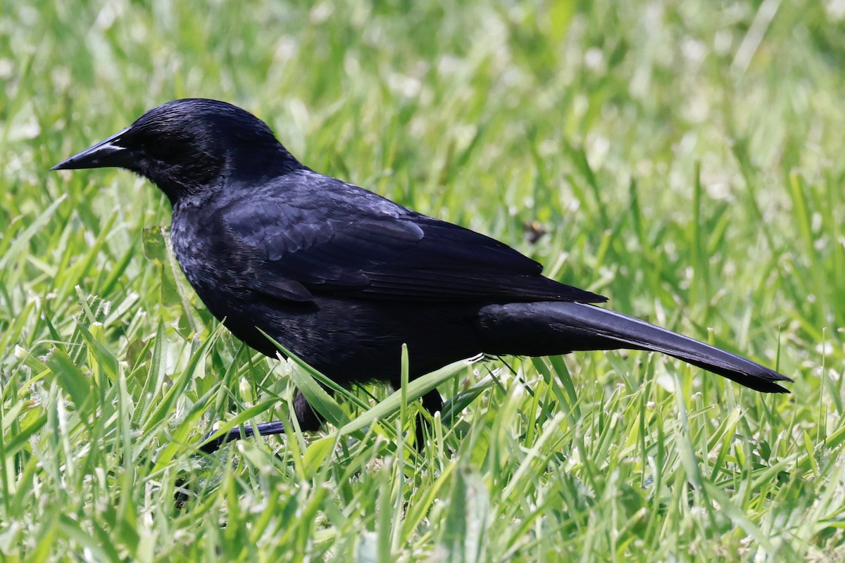Austral Blackbird - ML644187026