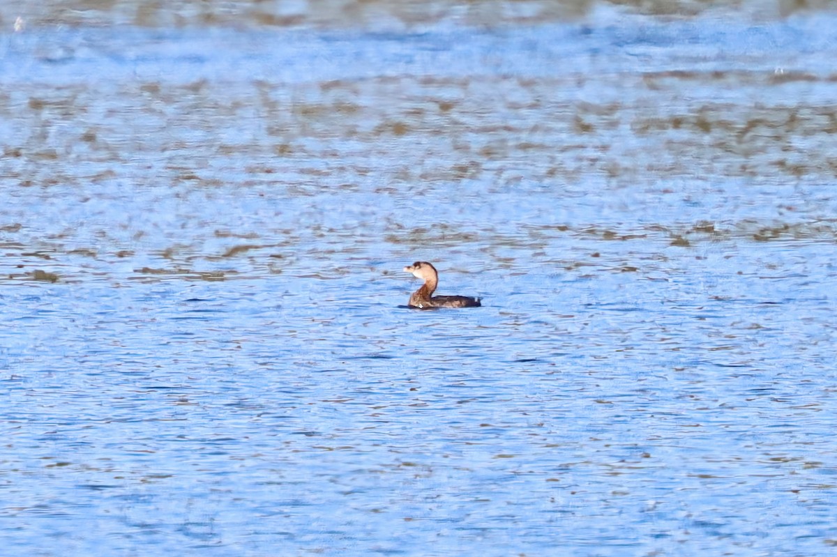 Pied-billed Grebe - ML644187031