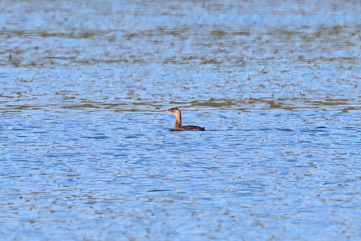 Pied-billed Grebe - ML644187032