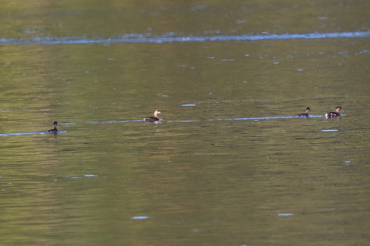 Pied-billed Grebe - ML644187033