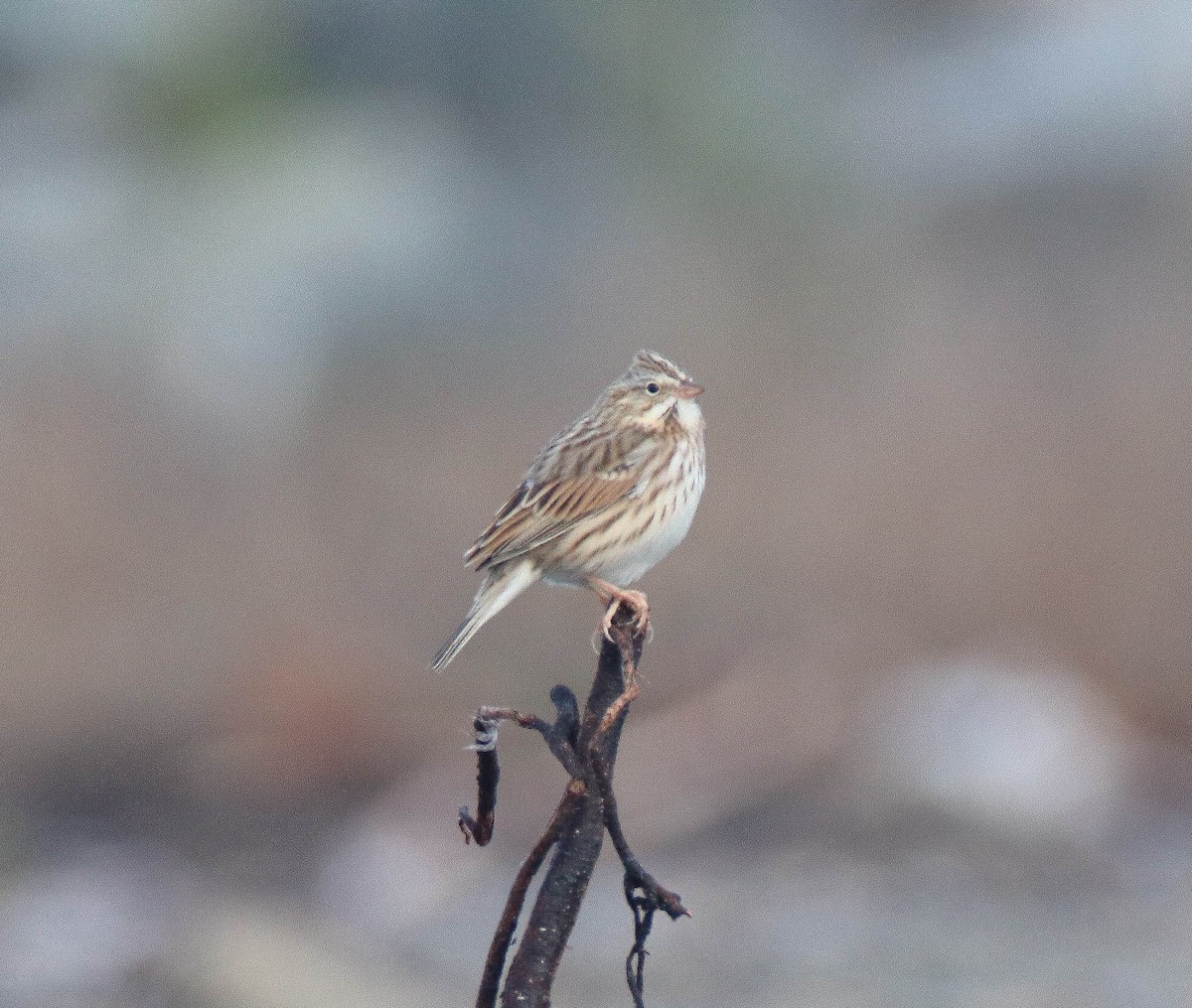 Savannah Sparrow (Ipswich) - ML644187038