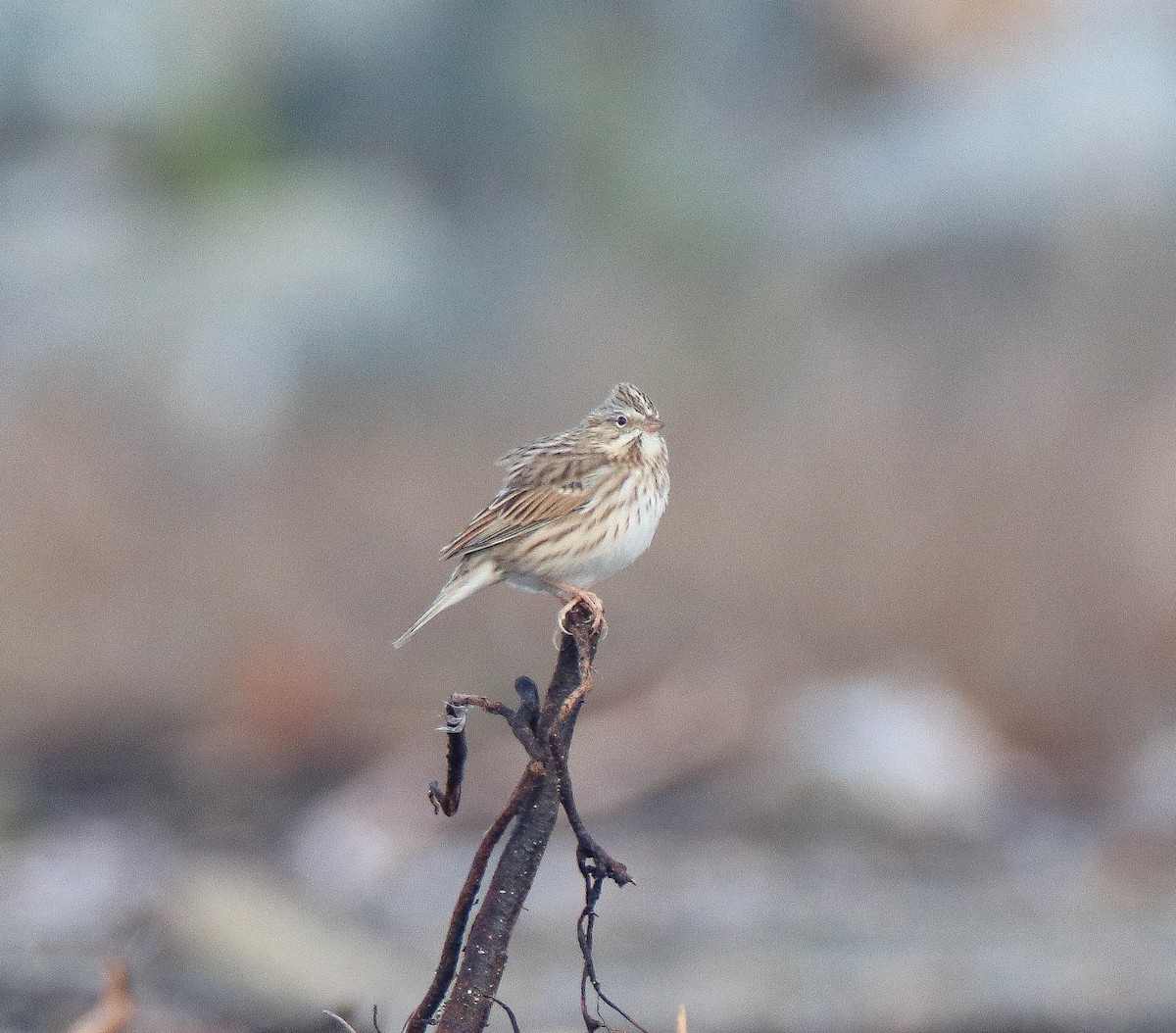 Savannah Sparrow (Ipswich) - ML644187039