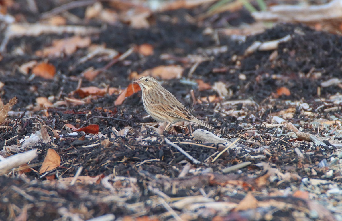 Savannah Sparrow (Ipswich) - ML644187040