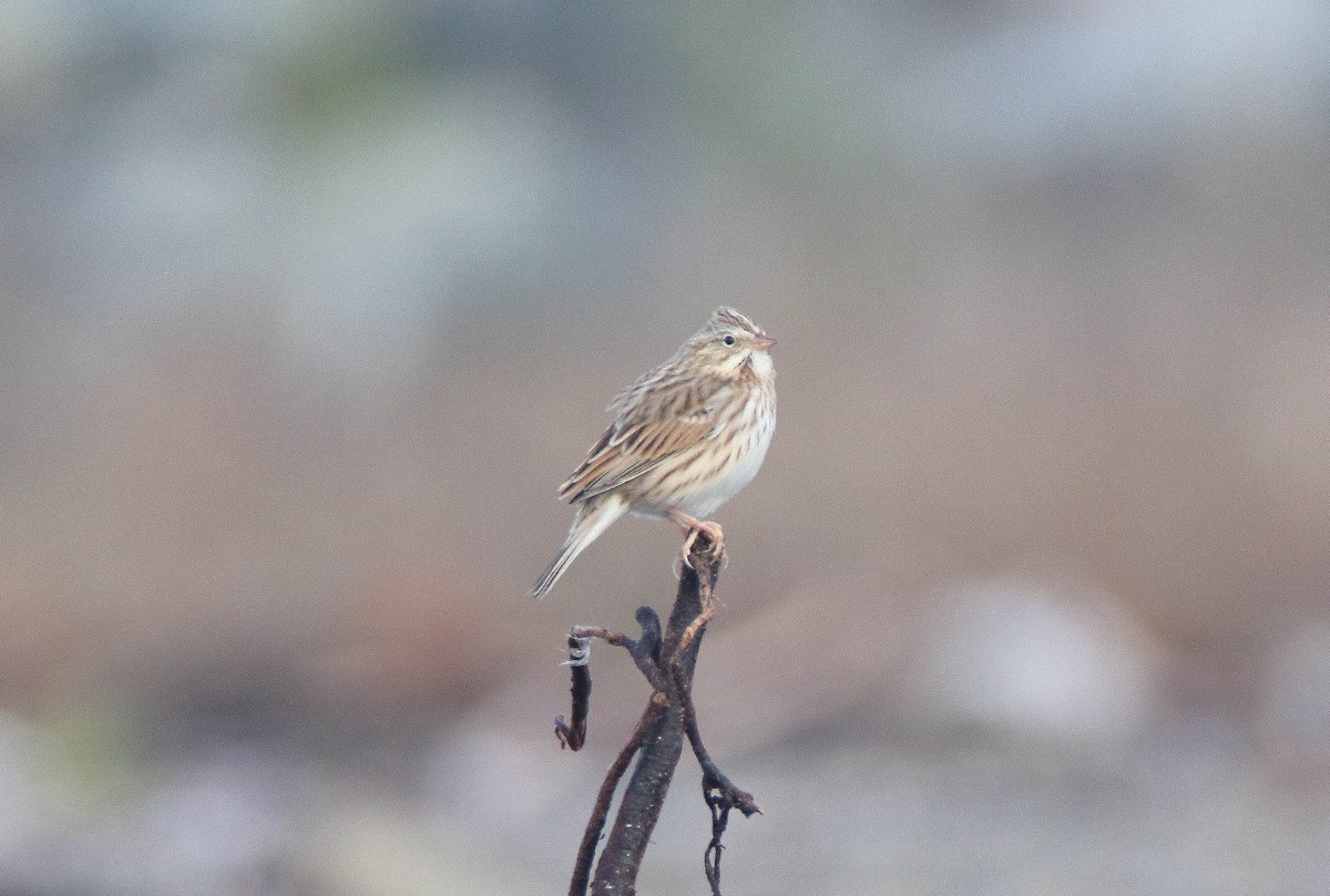 Savannah Sparrow (Ipswich) - ML644187041