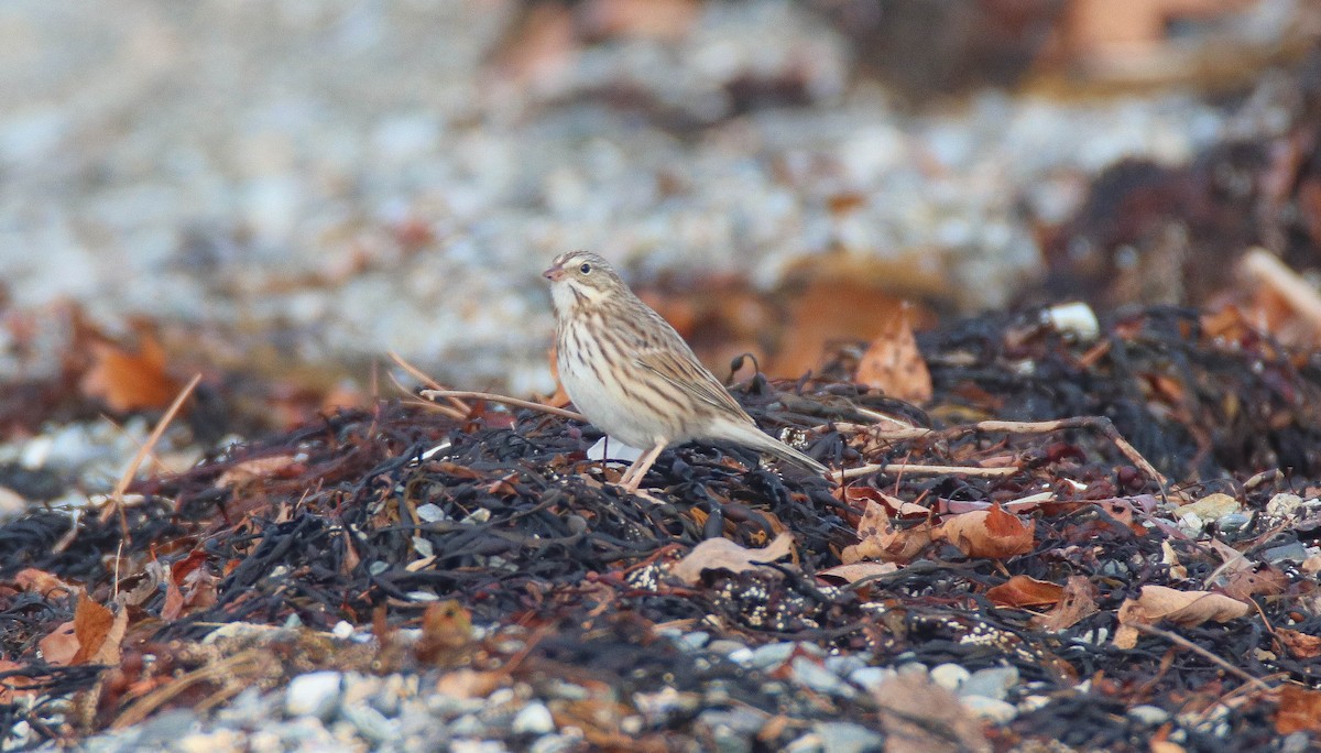Savannah Sparrow (Ipswich) - ML644187042