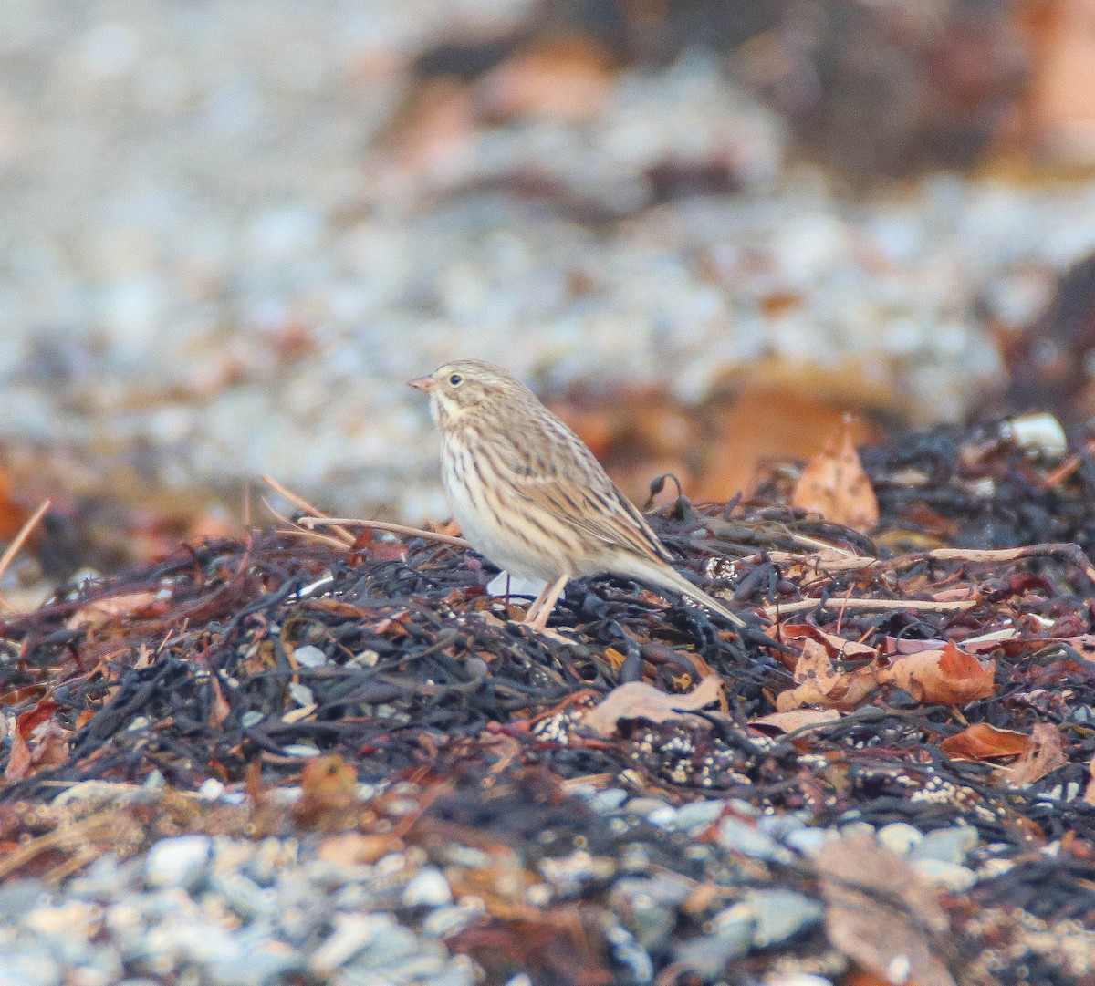Savannah Sparrow (Ipswich) - ML644187043