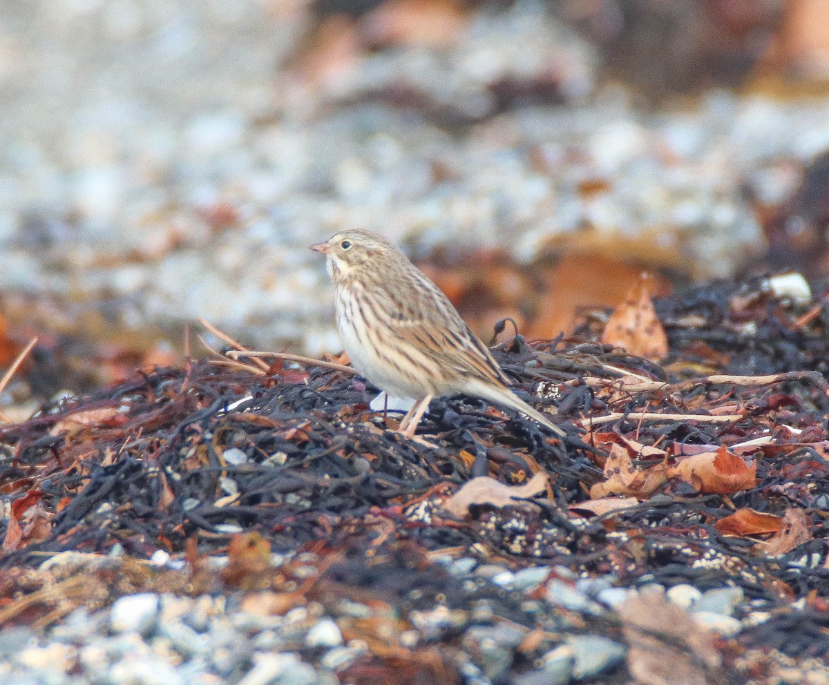Savannah Sparrow (Ipswich) - ML644187044