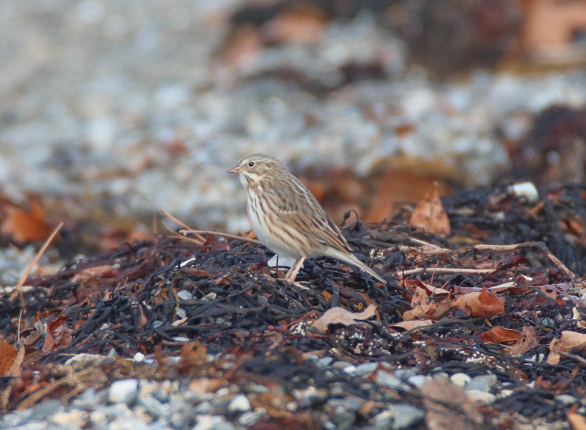 Savannah Sparrow (Ipswich) - ML644187045