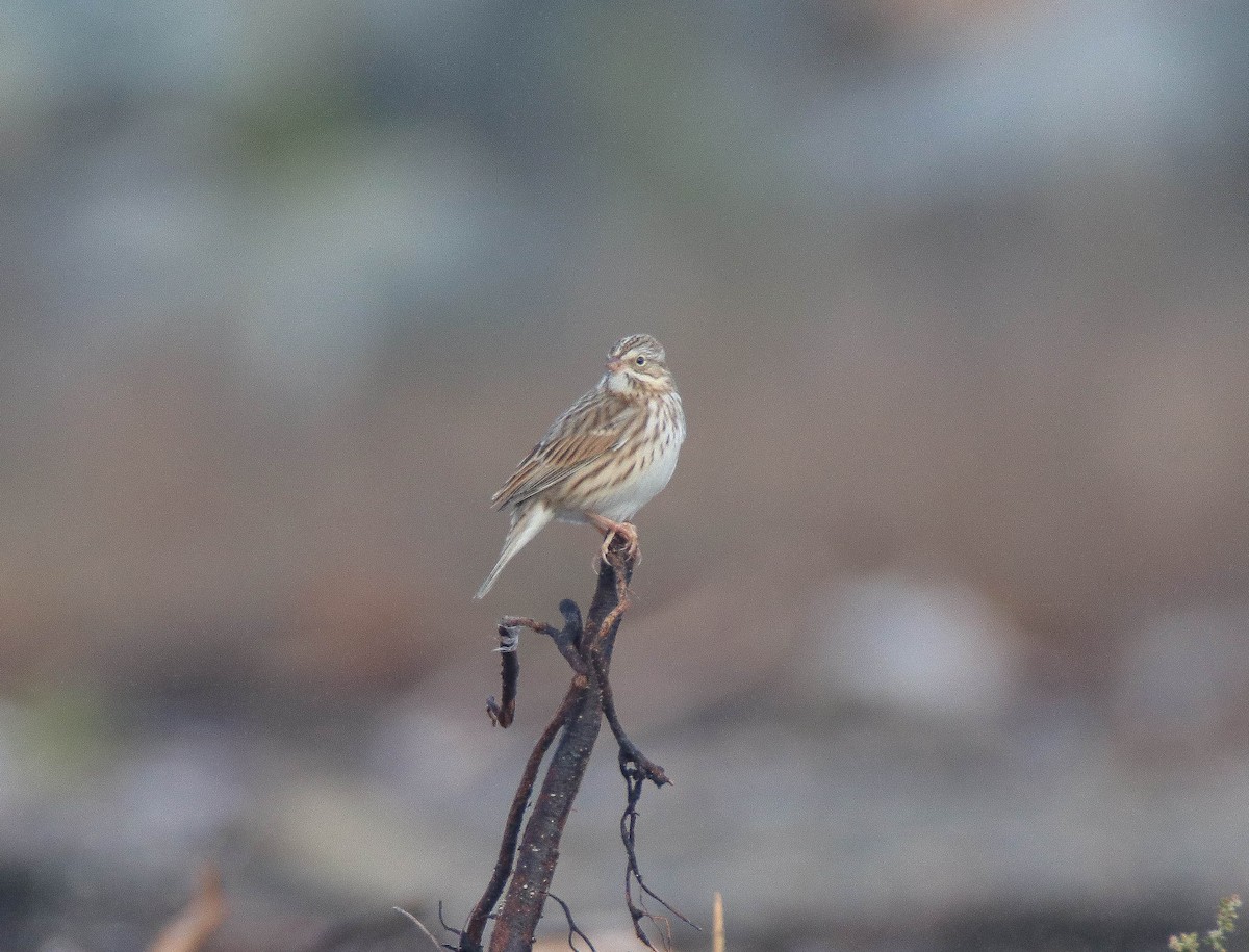 Savannah Sparrow (Ipswich) - ML644187046