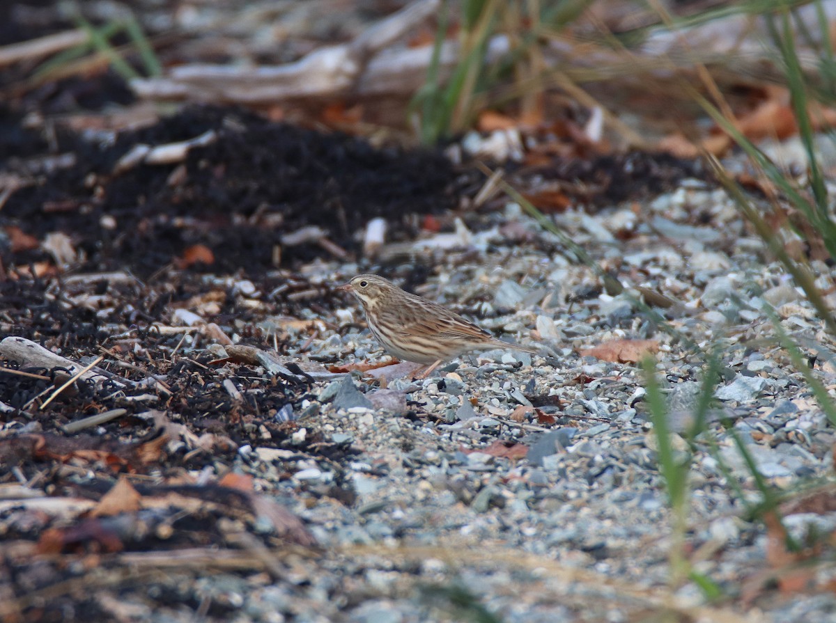 Savannah Sparrow (Ipswich) - ML644187047