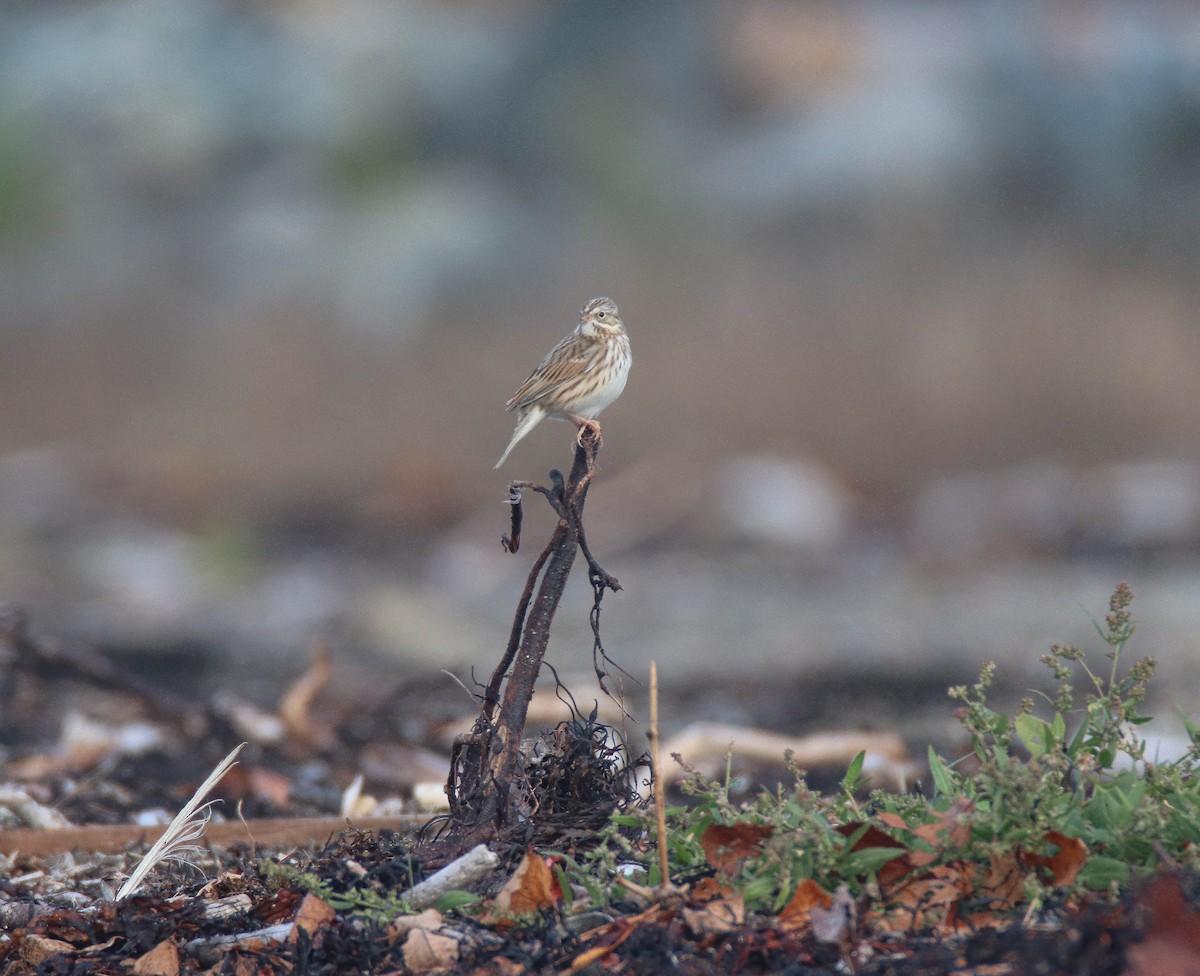 Savannah Sparrow (Ipswich) - ML644187048