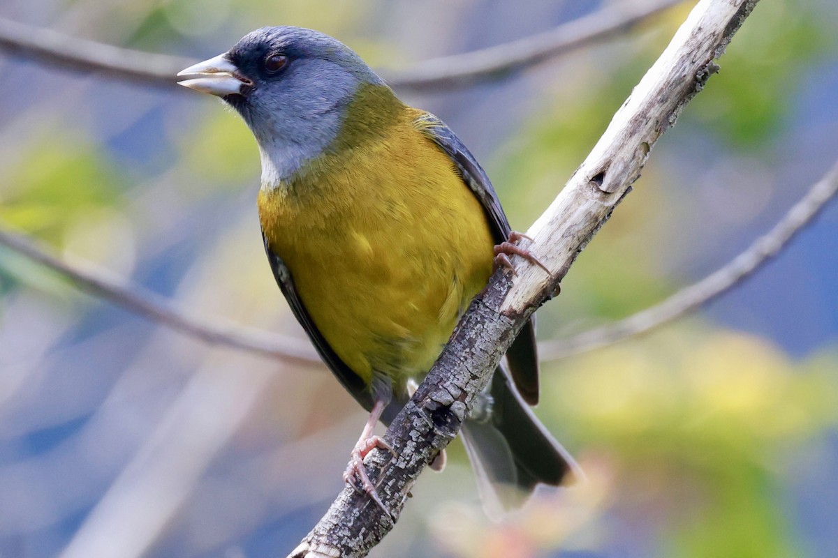 Patagonian Sierra Finch - ML644187051